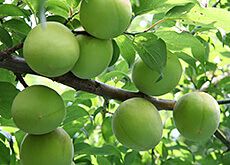 梅酒用青梅（南高梅　辛口・甘口）