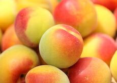 梅酒用・梅ジュース用青梅（紅南高梅）