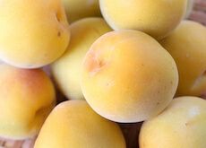 梅干用青梅（完熟南高梅）